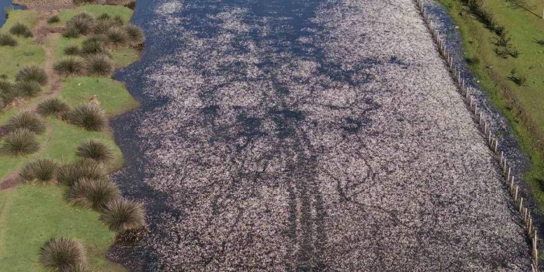 Baharın güzelliğine şahit olmak isteyenler buraya gidiyor: Su papatyaları, mandalar ve doğa… 2